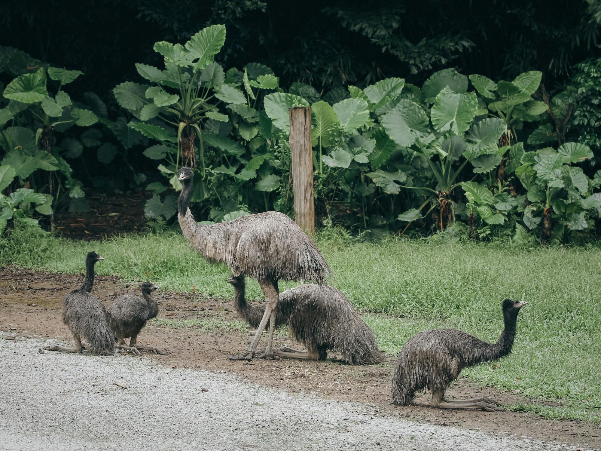 emus