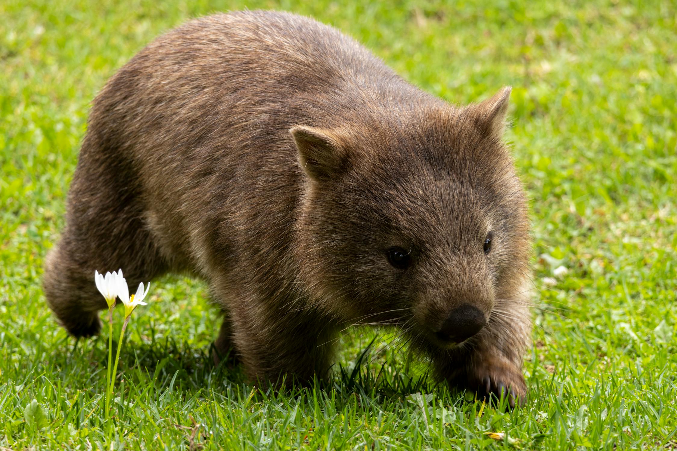 wombat