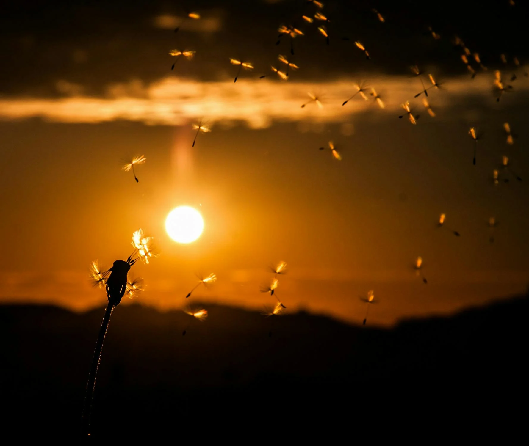 flying seeds