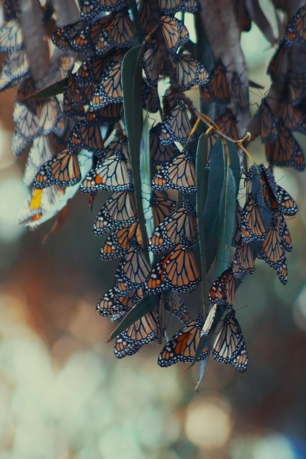 Monarch Butterflies